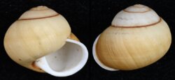 Helicostyla sphaerica