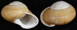 Calocochlea hidalgoi