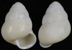 Helicostyla leai
