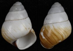 Helicostyla quadrasi