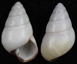 Hypselostyla subcarinata