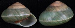 Asperitas bimaensis