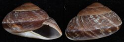 Lamarckiella porphyria