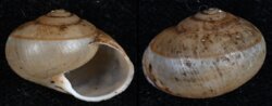 Albersia subsphaerica