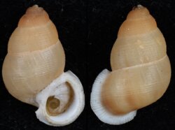 Chondrothyra incrassata