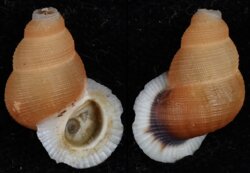 Chondrothyra tosta pertosta
