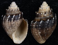 Mieniplotia scabra