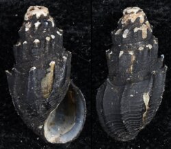 Thiara mirifica