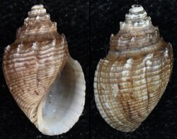 Mieniplotia scabra