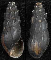 Thiara mirifica