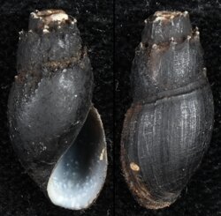 Thiara amarula
