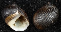 Clithon bicolor