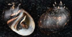 Clithon bicolor
