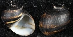 Clithon bicolor