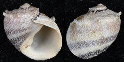 Clithon bicolor