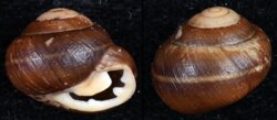 Pleurodonte nucleola