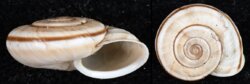 Chilostoma cingulatum
