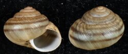 Plebecula nitidiuscula
