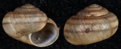 Plebecula nitidiuscula