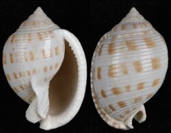 Semicassis bisulcata fma japonica