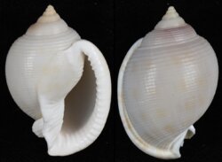 Semicassis bisulcata fma diuturna