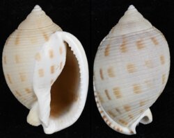 Semicassis bisulcata fma japonica