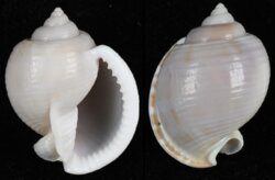 Semicassis canaliculata