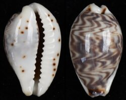 Palmadusta diluculum diluculum
