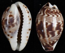 Palmadusta diluculum diluculum