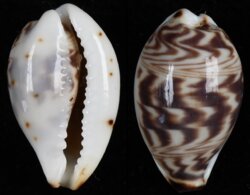 Palmadusta diluculum diluculum