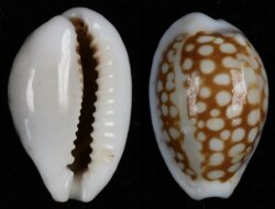Cribrarula comma toliarensis