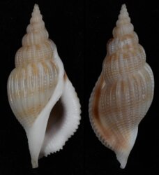 Varicospira cancellata