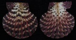 Gloripallium pallium