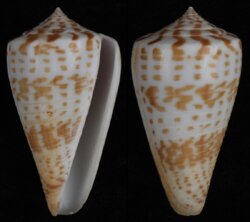 Phasmoconus inscriptus