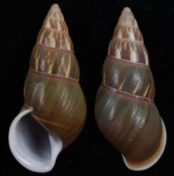 Amphidromus everetti