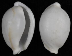 Diminovula annulata