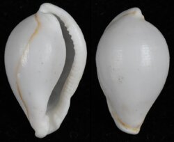 Diminovula annulata