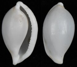 Diminovula annulata
