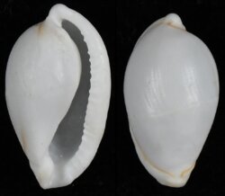 Diminovula annulata