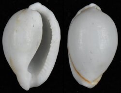 Diminovula annulata