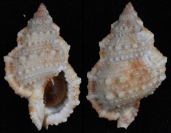 Bursa granularis