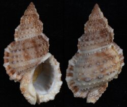 Bursa granularis