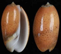 Oliva bulbosa fma aurata
