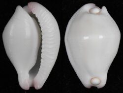 Calpurnus verrucosus