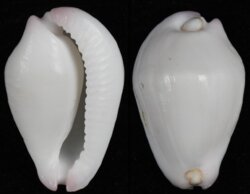 Calpurnus verrucosus