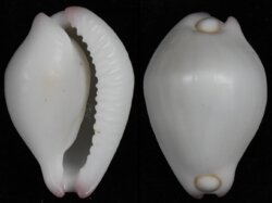 Calpurnus verrucosus