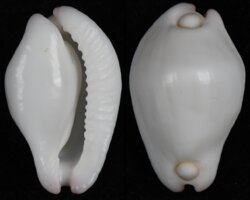 Calpurnus verrucosus