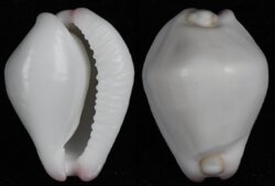 Calpurnus verrucosus