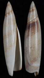 Terebellum terebellum