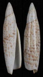 Terebellum terebellum